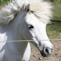 Shetlænder Christina´s Tulle 