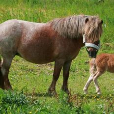 Shetlænder Hercules