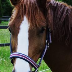 Anden særlig race Zafir <3 Ikke min mere :(