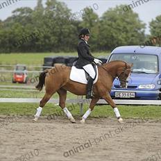 Anden særlig race Zafir <3 Ikke min mere :(