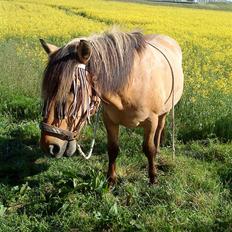 Anden særlig race Lukas SOLGT :(