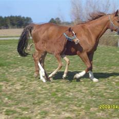 Frederiksborg Watzon Brentedal