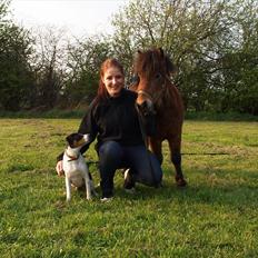 Shetlænder Stald Michas Little Matti