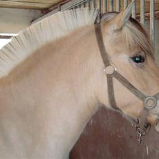 Fjordhest Landevejens Pandora