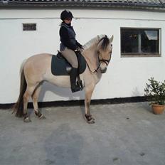 Fjordhest Landevejens Pandora