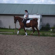 Arabisk fuldblod (OX) Karim Ibn Sansal <3