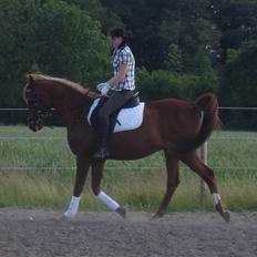 Arabisk fuldblod (OX) Karim Ibn Sansal <3