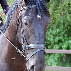 Oldenborg Carius Stengaard †