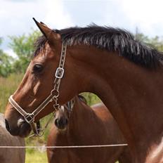 Holstener Pebbles Flyttet. miss you