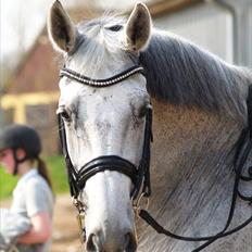 Hollandsk Varmblod Uno C