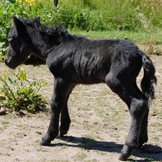 Dansk Miniature Egehøjs W/B Case Scenario