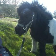 Miniature Sofie <3 *Passer*