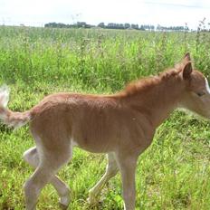 Anden særlig race Beauty Surprice  solgt