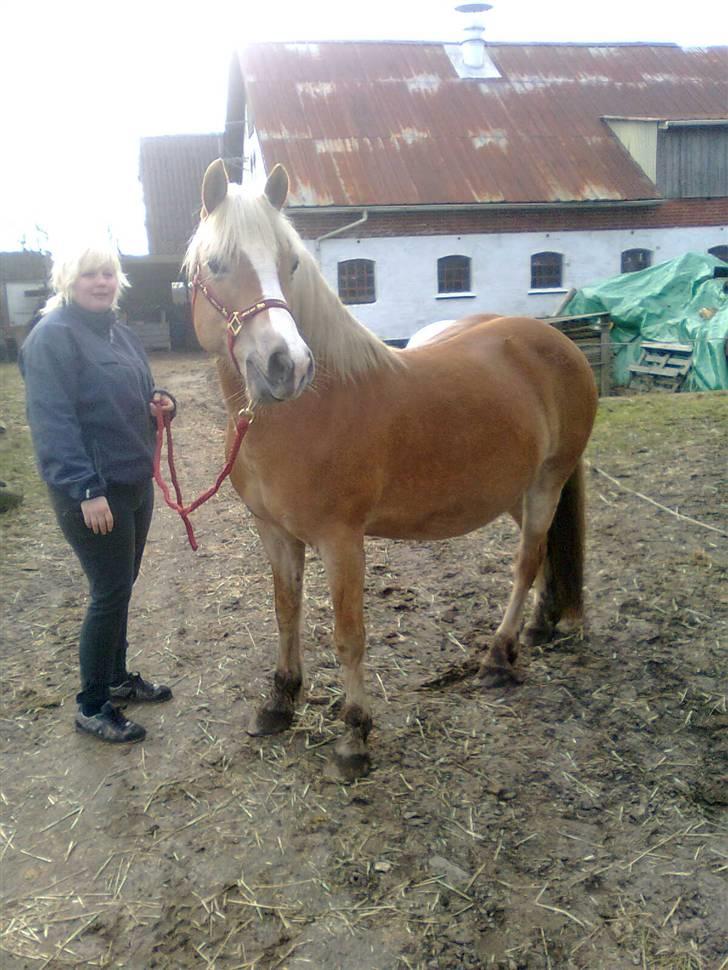 Haflinger Amanda - Nu med føl <33 billede 15