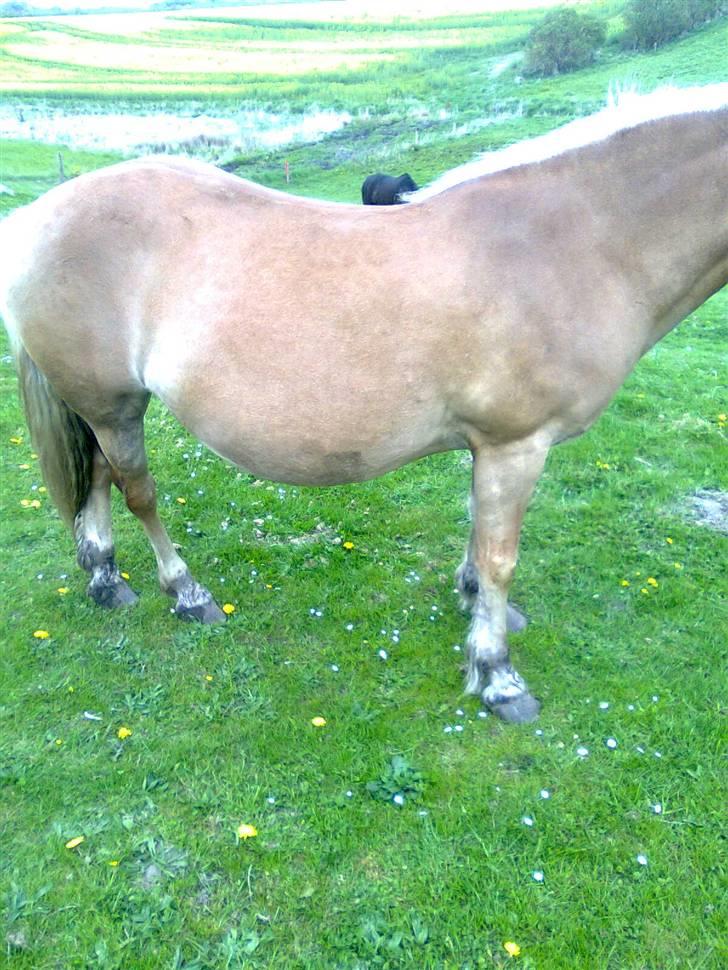 Haflinger Amanda - Nu med føl <33 billede 16