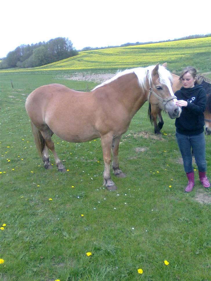 Haflinger Amanda - Nu med føl <33 billede 17