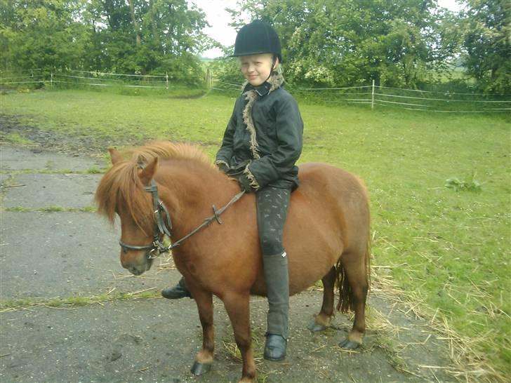 Shetlænder Chequantos<33 - Jeg sedder på Quan!!!!<<333 billede 11