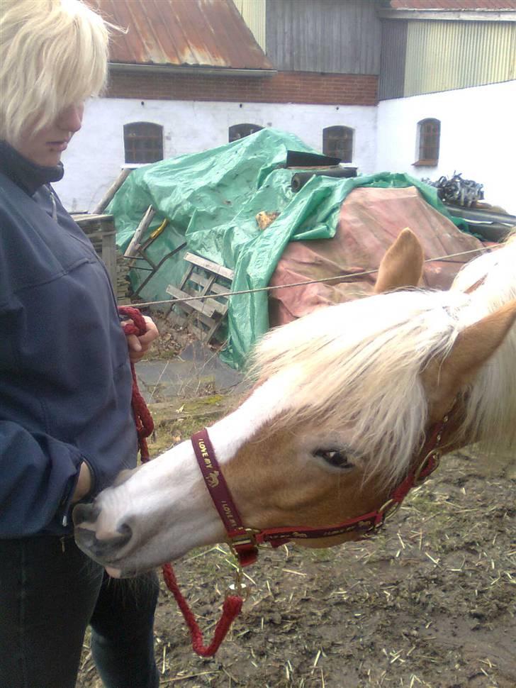 Haflinger Amanda - Nu med føl <33 billede 19