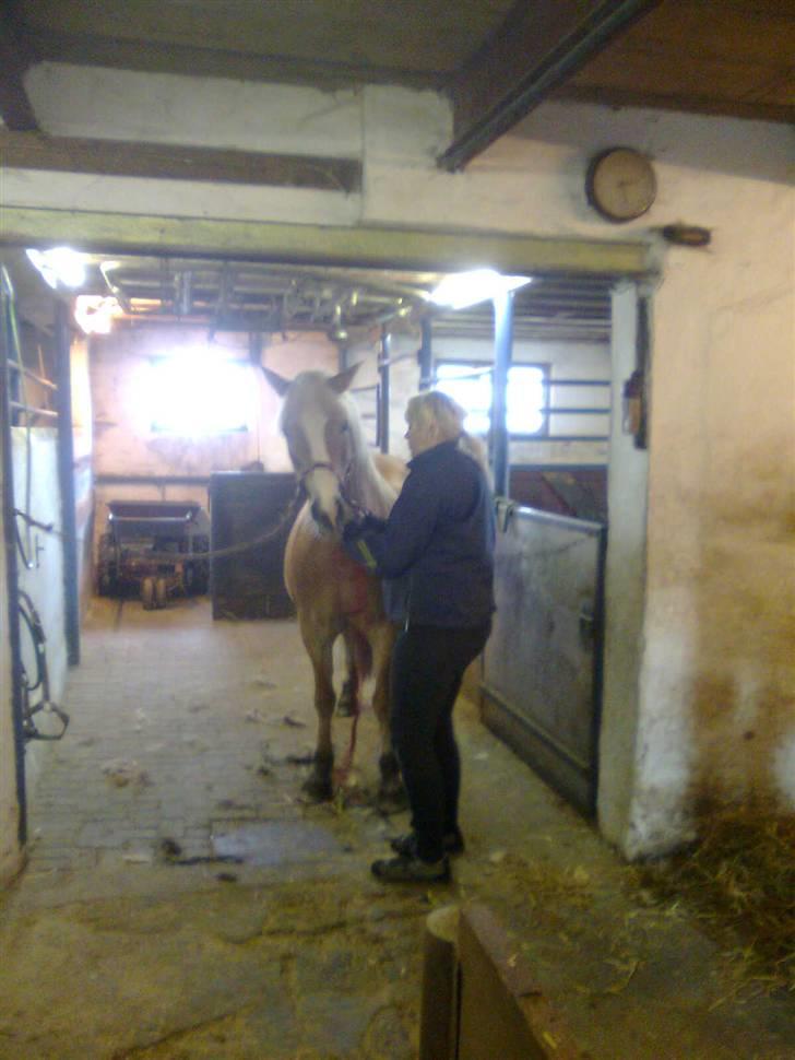 Haflinger Amanda - Nu med føl <33 billede 20