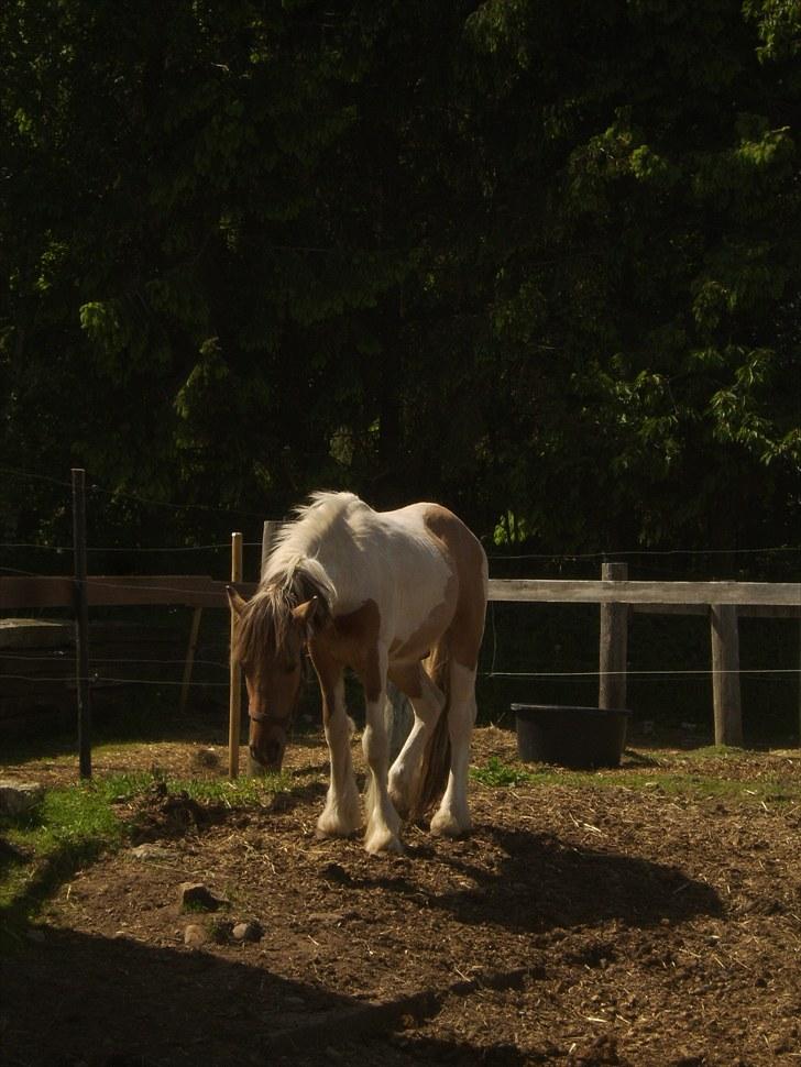 Irish Cob Crossbreed Remix - * Solgt * - Billede fra sidste dag Remix var min. billede 15