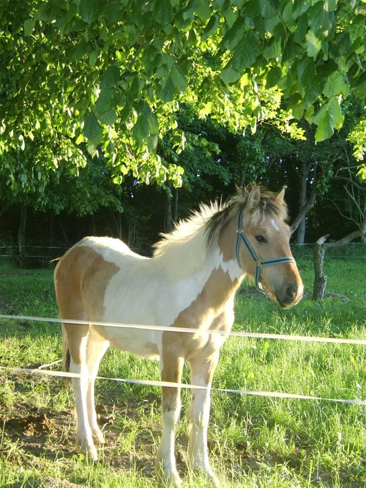 Irish Cob Crossbreed Remix - * Solgt * billede 16