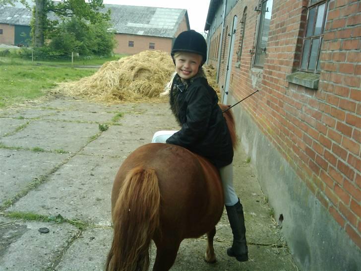 Shetlænder Chequantos<33 - Quan og mig !!! hi hi billede 12