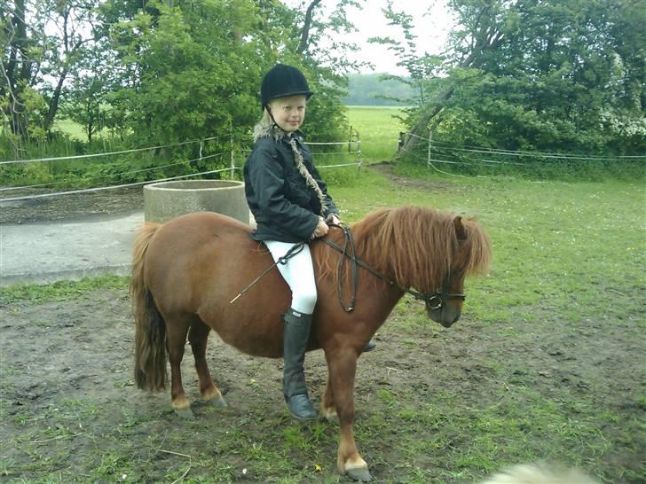 Shetlænder Chequantos<33 - Jeg sedder på Quan<<<33333 billede 13