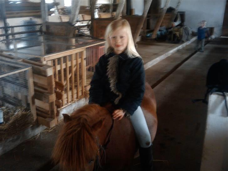 Shetlænder Chequantos<33 - Mig<<<3333 billede 14