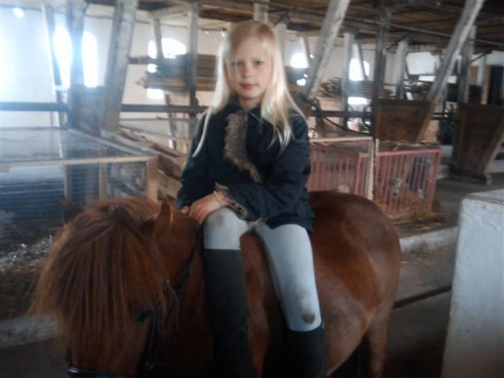 Shetlænder Chequantos<33 - Quan"s" hovede og Mig !!!! HI HI billede 15