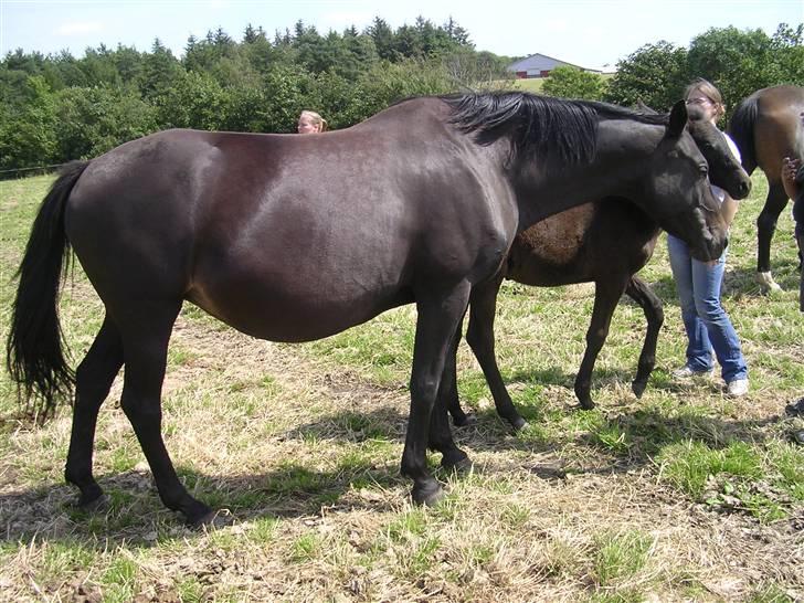 Trakehner Betania af Gadebjerggaard R.I.P - Betania´s smukke mor billede 8