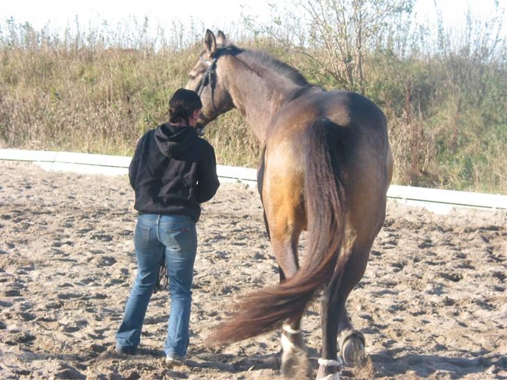Anden særlig race Valentino billede 19