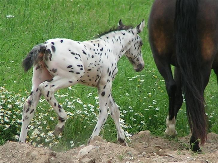 Knabstrupper Harlekin billede 19