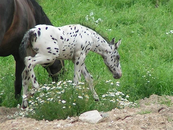Knabstrupper Harlekin billede 20