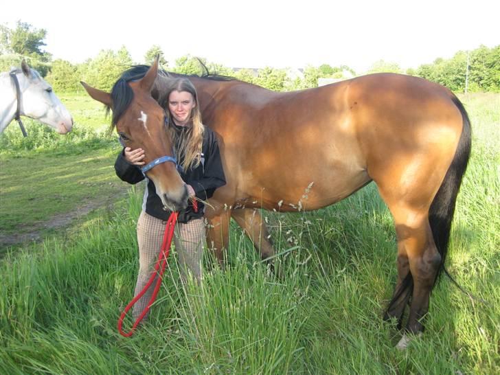 Hollandsk Varmblod Tanacha billede 15
