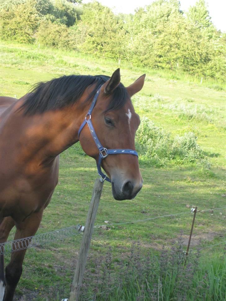 Hollandsk Varmblod Tanacha billede 16