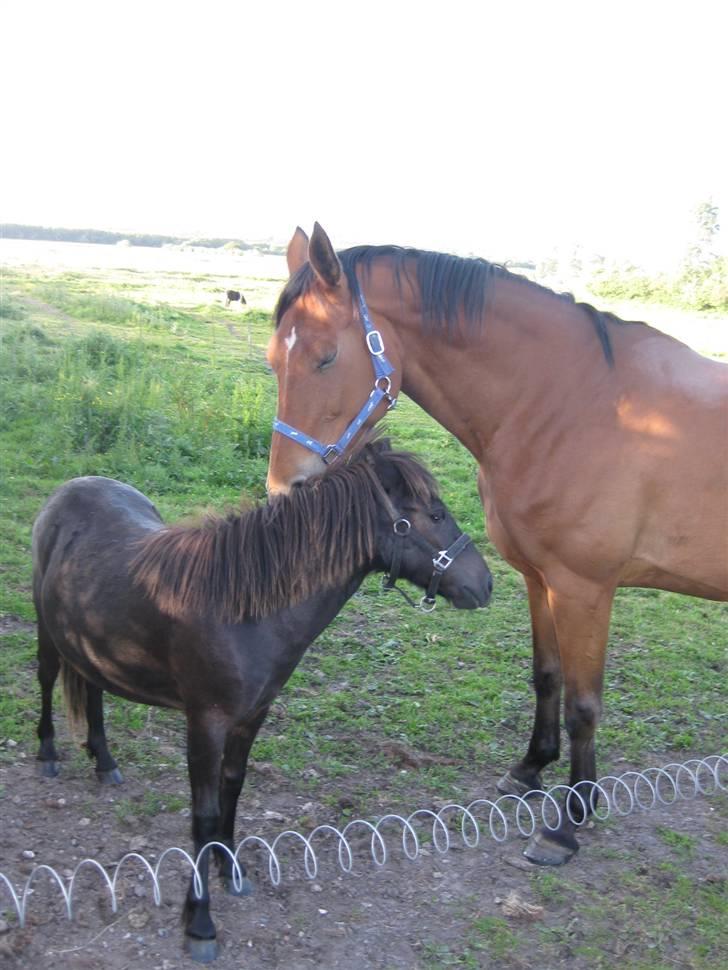 Hollandsk Varmblod Tanacha billede 17