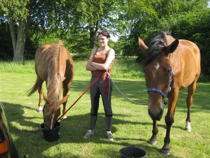 Hollandsk Varmblod Tanacha billede 18