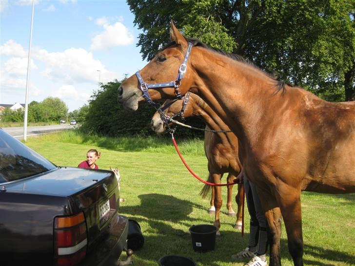 Hollandsk Varmblod Tanacha billede 19