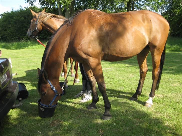 Hollandsk Varmblod Tanacha billede 20