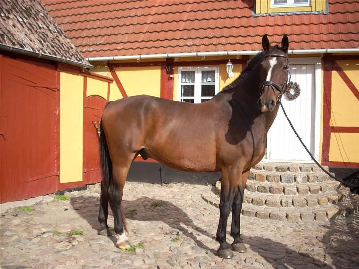 Holstener Ahlerich *Slogt* :'( billede 6