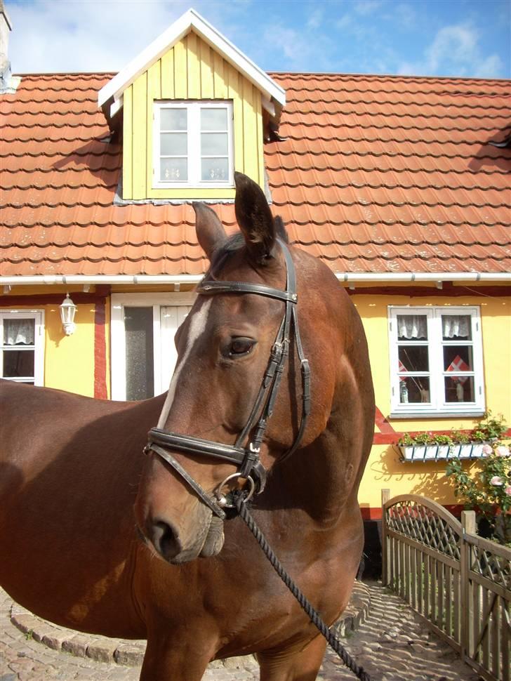 Holstener Ahlerich *Slogt* :'( billede 7