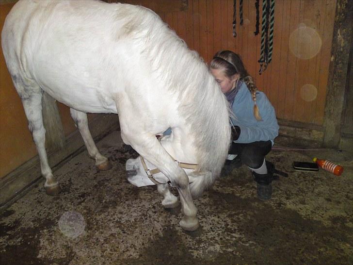 Welsh Mountain (sec A) Gwens Gracie Siggi - 11# siggi "nejer" hun er iké helt god til det såé vi ska lige træne<3 billede 11