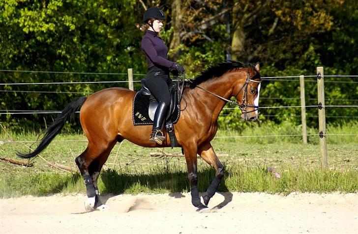 Trakehner Schamir von C billede 11