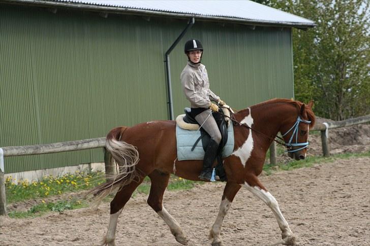 Pinto Polle - Dressur trav <3 billede 19