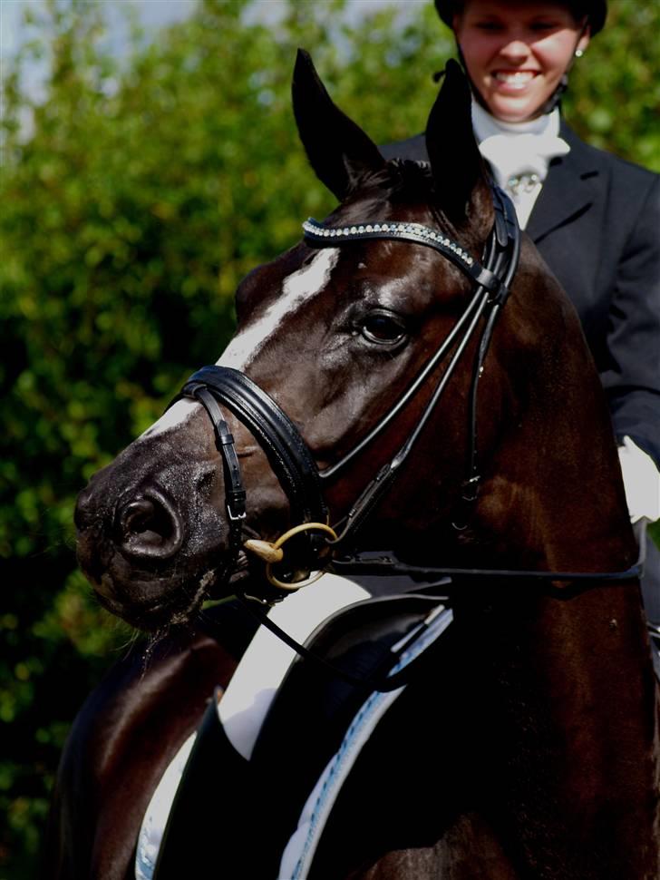 Dansk Varmblod Tjørnelys Lazarus - Stævne - August 09 (Foto: Horsepictures.dk) - redigeret billede 1