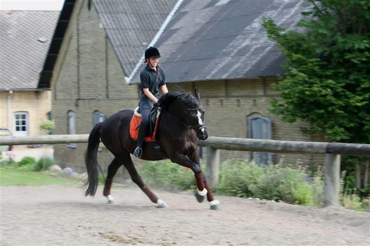 Dansk Varmblod Tjørnelys Lazarus - Træning - 25. Juni 09 billede 7