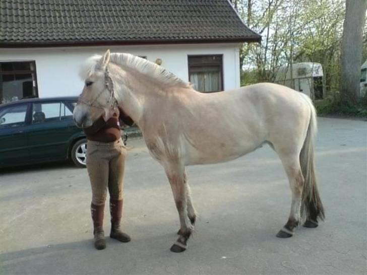 Fjordhest Jydegårdens Luna - Sådan så hun ud da jeg købte hende, ikke en eneste muskel .. billede 7