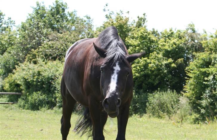 Dansk Varmblod Tjørnelys Lazarus - Fold - Juni 09 billede 8