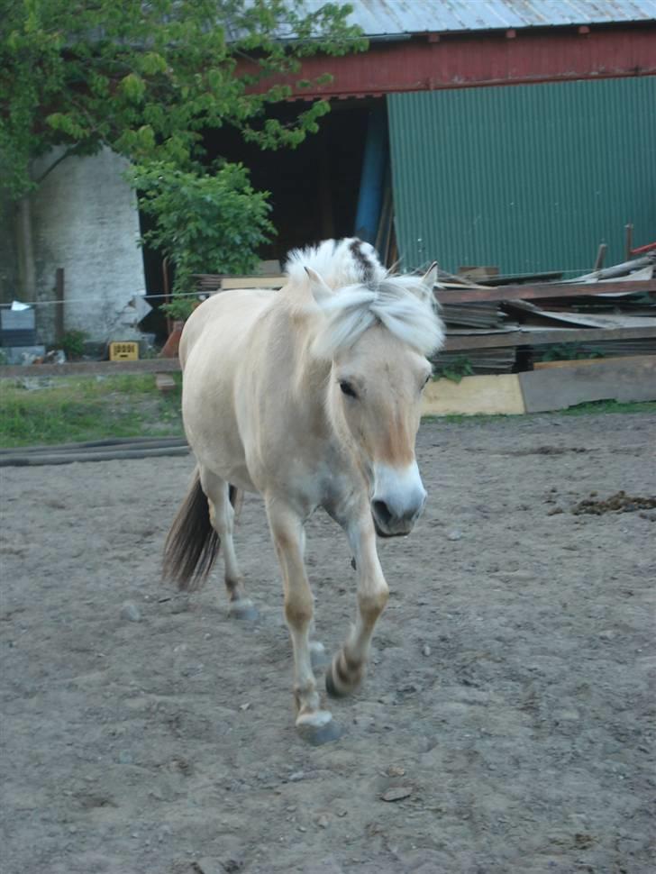 Fjordhest Jydegårdens Luna - Opstaldet ved Heebøll, ved Roskilde, savner jer alle sammen .. billede 9