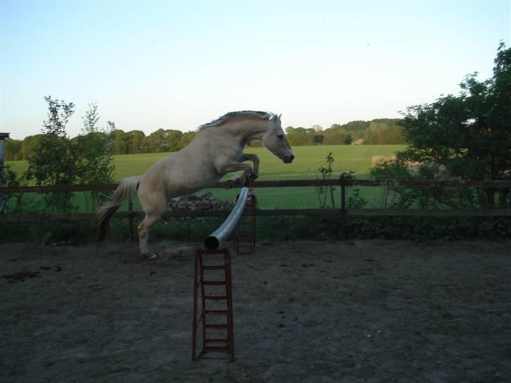 Fjordhest Jydegårdens Luna - Ved Heebøll, 70 cm billede 10